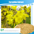 Hochwertige Forsythia Suspensa Extrakt